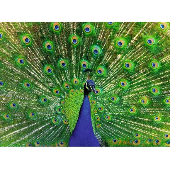 Ravensburger Peacock Puzzle 500 Pcs - Image 2
